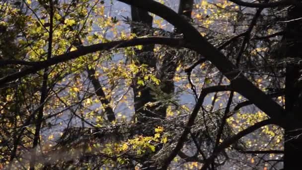 Όμορφο Φθινόπωρο Στο Δάσος Θερμές Σκηνές — Αρχείο Βίντεο