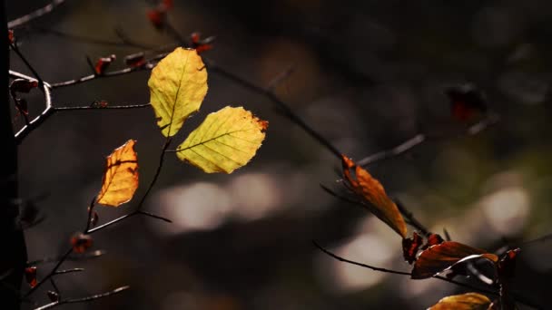 美丽的秋天在森林里 暖色调镜头 — 图库视频影像