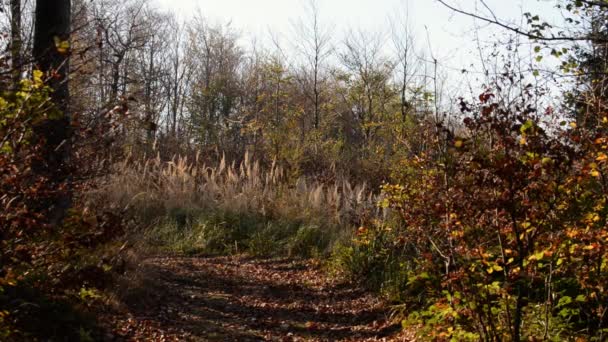 Bellissimo Autunno Nella Foresta Filmati Dai Toni Caldi — Video Stock