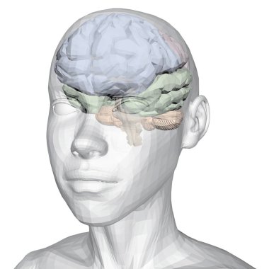 Akıllı bir insan kafası. Bir insan bir beyinde ile yarı saydam kafası. Beyin çok renkli renkli bölüme ayrılır. 3D. vektör çizim. İzometrik.