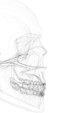 Bir adam satırlarından kafatası. Dekoratif kafatası yan. İnsan kafatası vektör çizim.