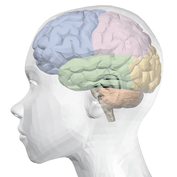 脑子里有头脑的人的头 一个有大脑的人的半透明的头 大脑被分成多色颜色的部分 矢量图 侧面视图 — 图库矢量图片
