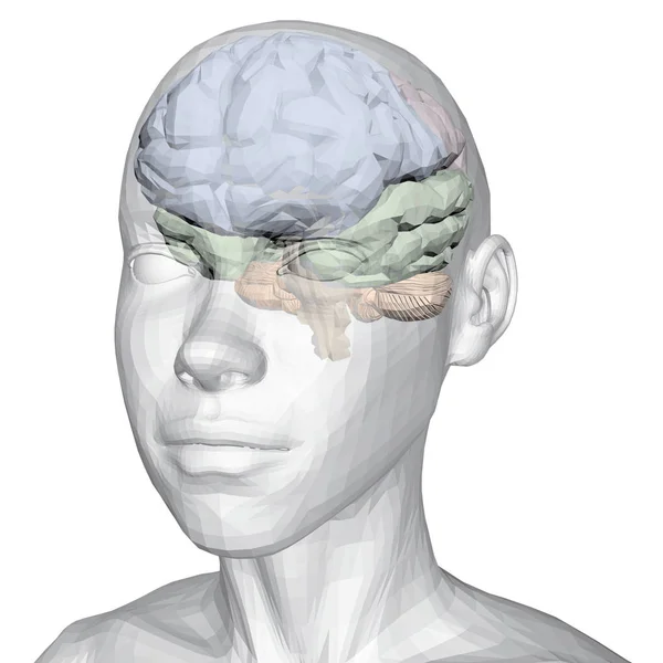 脑子里有头脑的人的头 一个有大脑的人的半透明的头 大脑被分成多色颜色的部分 矢量图 — 图库矢量图片
