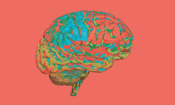 Cerebro Humano Fondo Colorido Con Cerebro Dividido Partes Por Color — Vector de stock