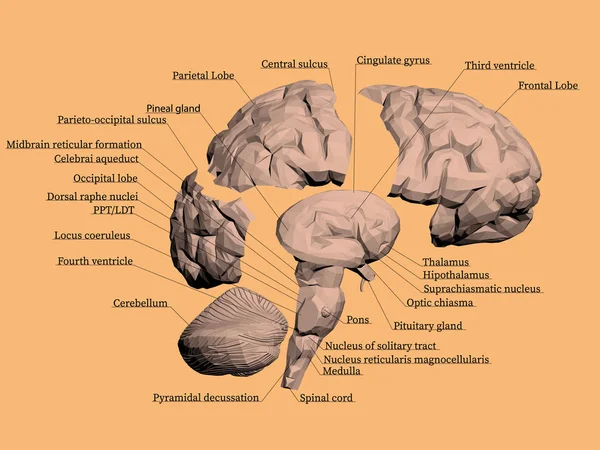 Estrutura Cérebro Humano Cérebro Dividido Partes Cada Parte Com Nome — Vetor de Stock
