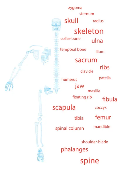Wektorowa Ilustracja Struktury Ludzkiego Ciała Ludzki Szkielet Jest Rozbierany Chmura — Wektor stockowy