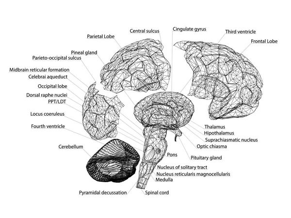 Ilustración Vectorial Estructura Del Cerebro Humano Con Los Nombres Partes — Vector de stock