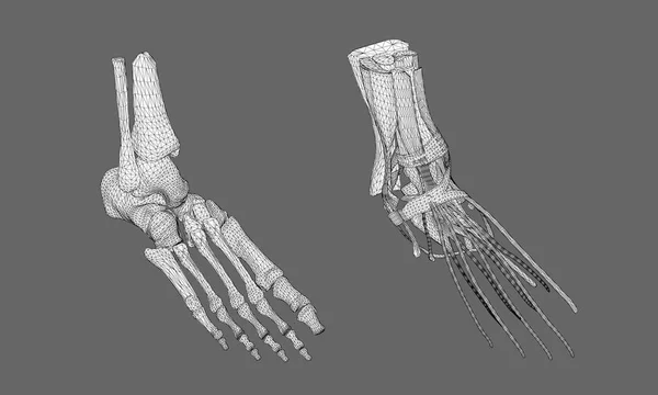Человеческая Нога Нога Костей Структура Мышц Стопы Человека Многоугольная Модель — стоковый вектор