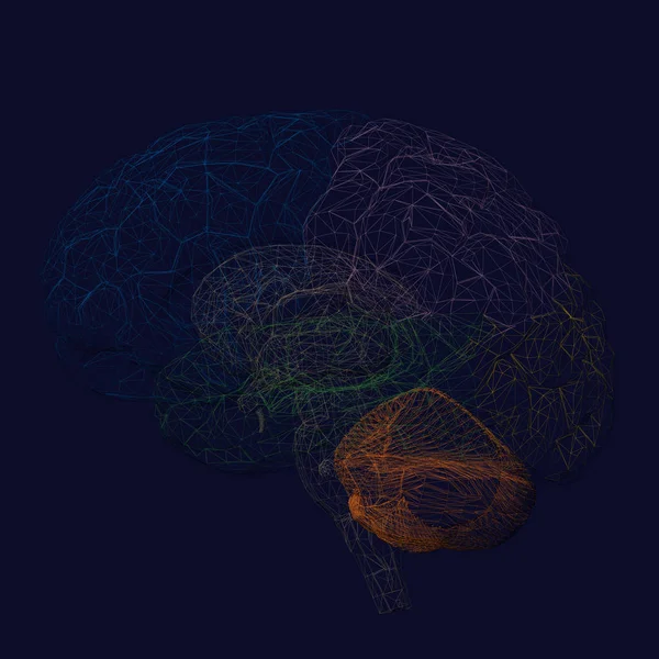 Estrutura Cérebro Humano Partes Multicoloridas Cérebro Fundo Azul Escuro Ilustração — Vetor de Stock