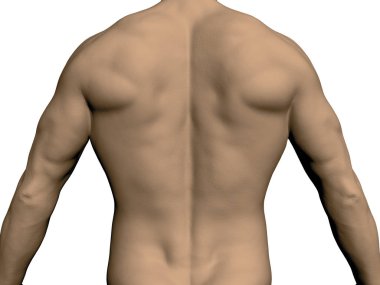 Bir adam geri döndü. Gerçekçi bir sportif adam arkasında. Kas atlet arkasında. Vektör çizim.