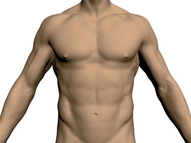 Nude male torso. Front view. Without head and legs. Realistic human body. Athletic male. Muscular arms and chest. Vector illustration. clipart