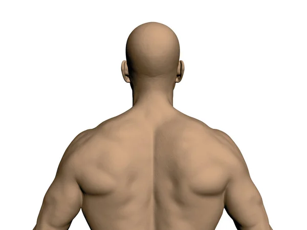 Bir adam geri döndü. Gerçekçi bir sportif adam arkasında. Kas atlet arkasında. Vektör çizim.