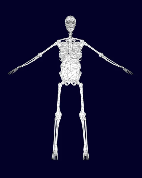 Polygonales Drahtgestell Des Menschlichen Skeletts Mit Inneren Organen Frontansicht Vektorillustration — Stockvektor