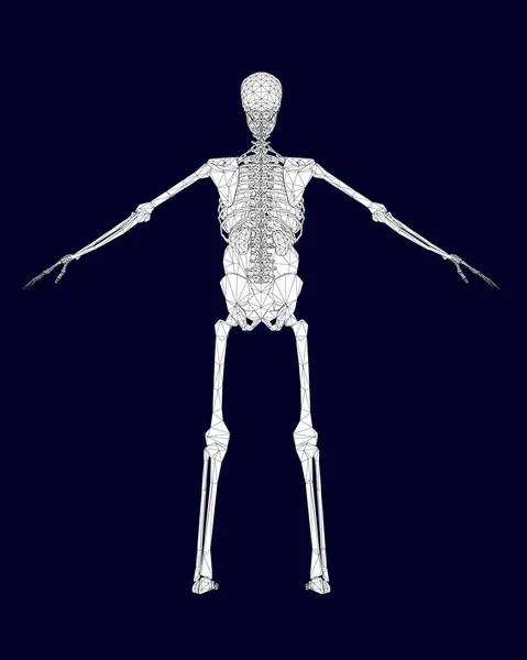 Estructura Poligonal Del Esqueleto Humano Con Órganos Internos Vista Trasera — Archivo Imágenes Vectoriales