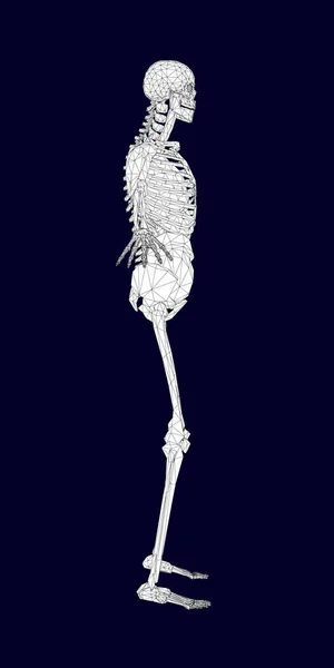 内臓と人間の骨格の多角形のワイヤー フレーム 側面図です ベクトル図 — ストックベクタ