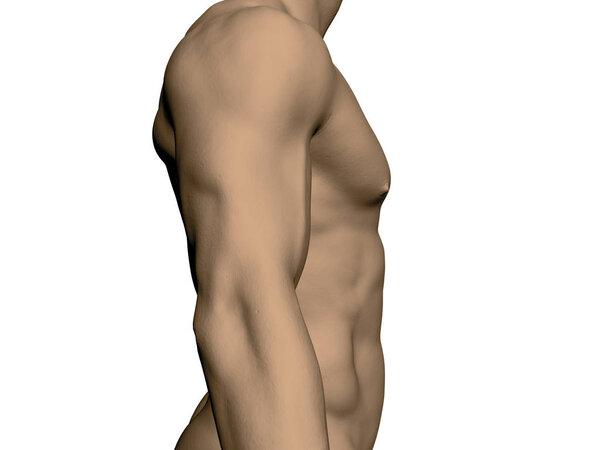 Голый мужской туловище. Вид сбоку. Реалистичное человеческое тело. Атлетичный мужчина. Мышечные руки и грудь. Векторная иллюстрация
.