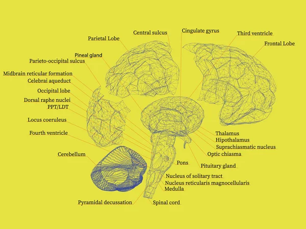 人脑的线框部分 大脑与它的部分的名字 黄色背景 向量例证 — 图库矢量图片