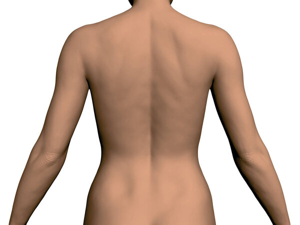 Задняя часть девушки без головы и ног. Реалистичная девушка вернулась. Векторная иллюстрация
.