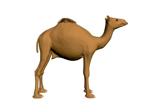 Camelo Poligonal Vista Lateral Camelo Castanho Realista Ilustração Vetorial — Vetor de Stock