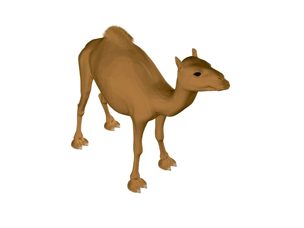 Chameau Polygonal Vue Imprenable Camel Brun Réaliste Illustration Vectorielle — Image vectorielle