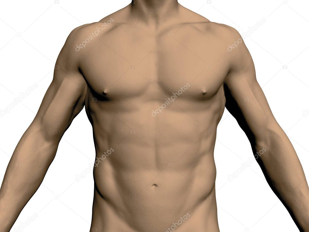 Nude male torso. Front view. Without head and legs. Realistic human body. Athletic male. Muscular arms and chest. Vector illustration.