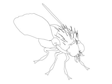 Kontur anında. İzometrik görünümü. Vektör çizim