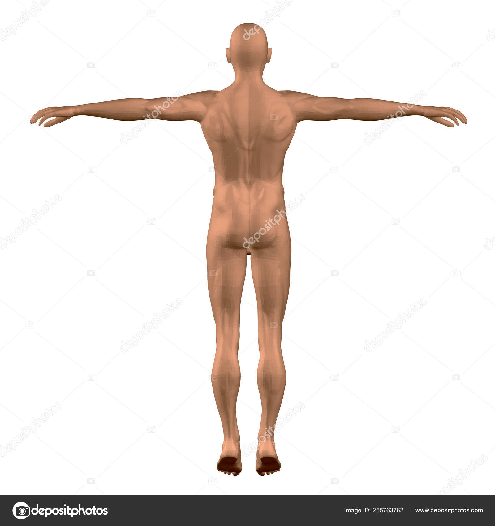 голые мальчики в 3д Векторная модель многоугольного человека. 3D. Вид сзади. Мужчина с  поднятыми руками. Голый мужской атлетик. Векторная иллюстрация Стоковый  вектор ©Slim3D1 255763762