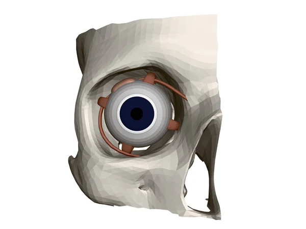 Partie d'un crâne humain avec un œil. Structure interne de l'œil. Vue de face. 3D. Illustration vectorielle — Image vectorielle