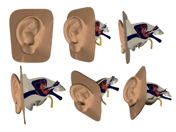 Ställ in med modell av mänskligt öra. Inre organ i örat. Strukturen på det mänskliga örat. Fram sida, ISO metrisk vy. 3D. vektor illustration — Stock vektor