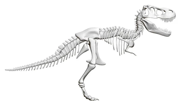 Illustration Of Tyrannosaurus Rex Skeleton A Bipedal Theropod Dinosaur  Standing On One Leg High-Res Vector Graphic - Getty Images