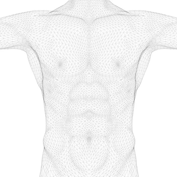 Wireframe of polygonal body of a man. Front view. 3D. Vector illustration — Stock Vector