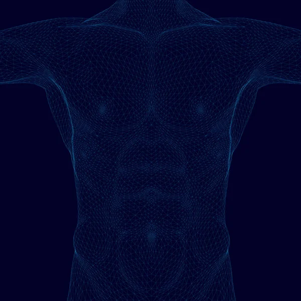 Torso poligonal Wireframe. Cuerpo de un hombre de líneas azules sobre un fondo oscuro. Vista frontal. 3D. Ilustración vectorial — Archivo Imágenes Vectoriales