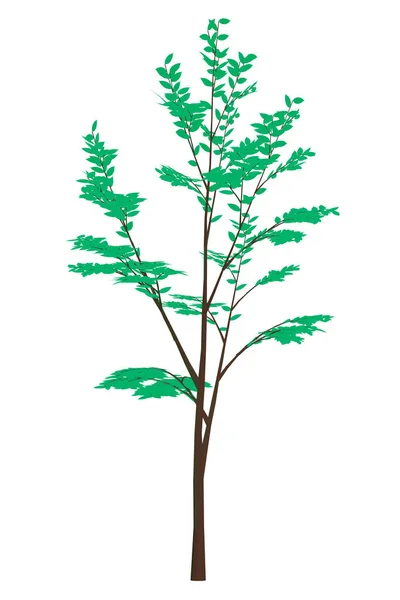 Strom se zelenými listy. Izolován na bílém pozadí. Vektorová ilustrace — Stockový vektor