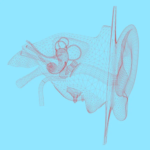 Wireframe of the human ear with internal organs. 3D. Vector illustration — Stock Illustration Wireframe of the human ear with internal organs. 3D. Vector illustration Stock Illustration
