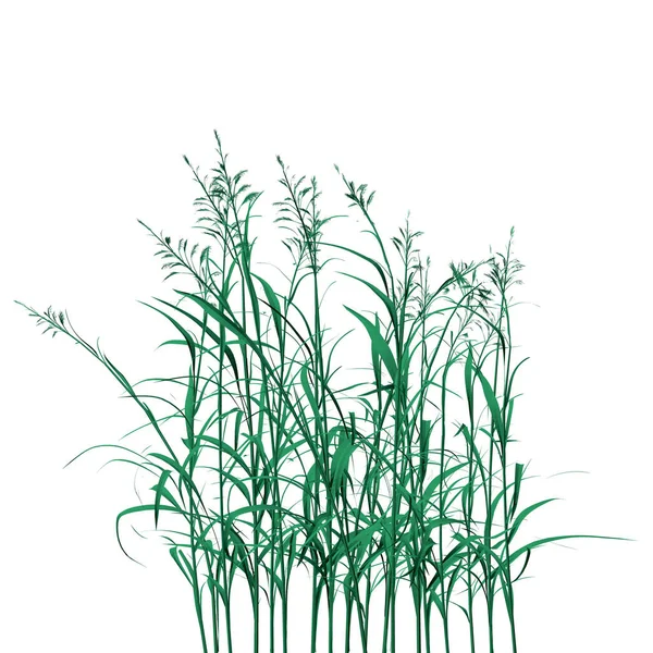 Zielona trawa szczegółowa izolowana na białym tle. 3D. Ilustracja wektora — Wektor stockowy