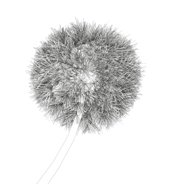 Dandelion contour isolated on white background. Vector illustration