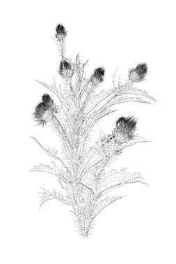 Beyaz arka planda izole edilmiş siyah çizgilerden keskin yaprakları olan çiçek telleri. Üç boyutlu. Vektör illüstrasyonu