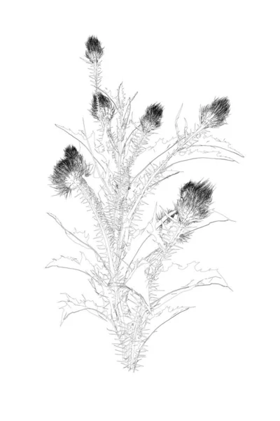 Contorno de flores con hojas afiladas de líneas negras aisladas sobre fondo blanco. Ilustración vectorial — Vector de stock