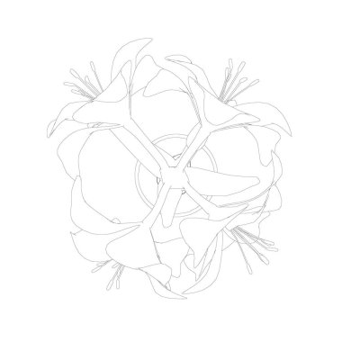 Beyaz arka planda izole edilmiş siyah çizgilerden yapılmış bir tencerede Hippeastrum 'un birleşimi. Yukarıdan bak. Vektör illüstrasyonu