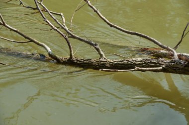 Eski gölü olan güzel yeşil yaz manzarası