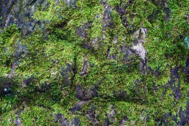 Bali 'deki taş ve tuğla duvarlarda bulanık arkaplan yeşil yosun.