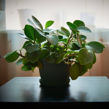 Siyah bir masada, yeşil bir çömlekte saksı çiçeği.