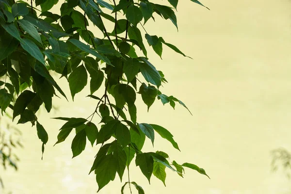 Yeşil bokeh doğa soyut arkaplan