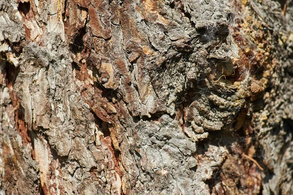 Rough bark of the tree — Stock Photo, Image