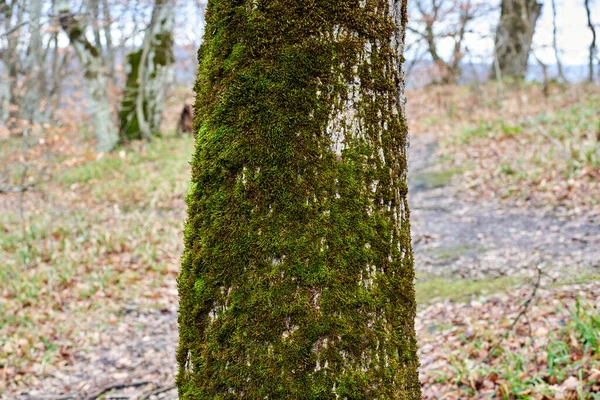 Den gröna mossan på trädet — Stockfoto