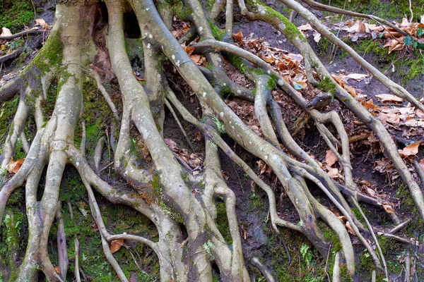 Misty beech forest, tree roots among the autumn leaves Stock Picture