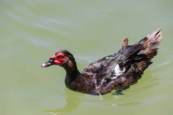 Brown male muscovy duck with red beak floating