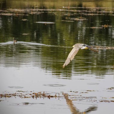Siyah taç gece balıkçılı kuş uçan