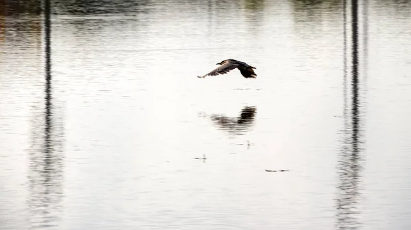 Schwarzkronenreiher fliegt — Stockfoto