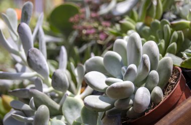 Farklı bitkiler succulents tencere